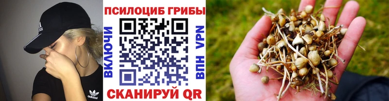 Псилоцибиновые грибы Cubensis  Купить  Дегтярск 